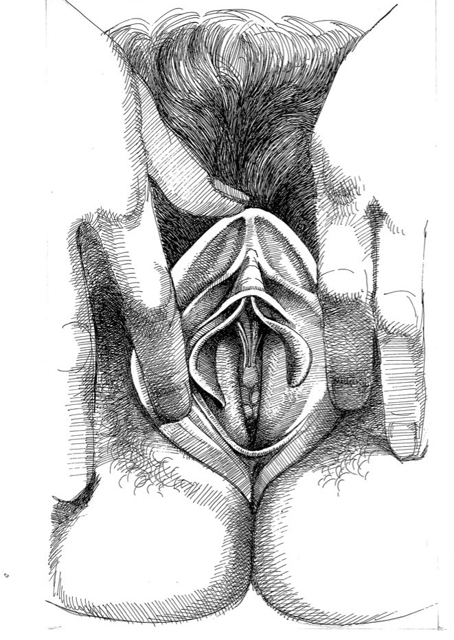 anatomical close up of vulva