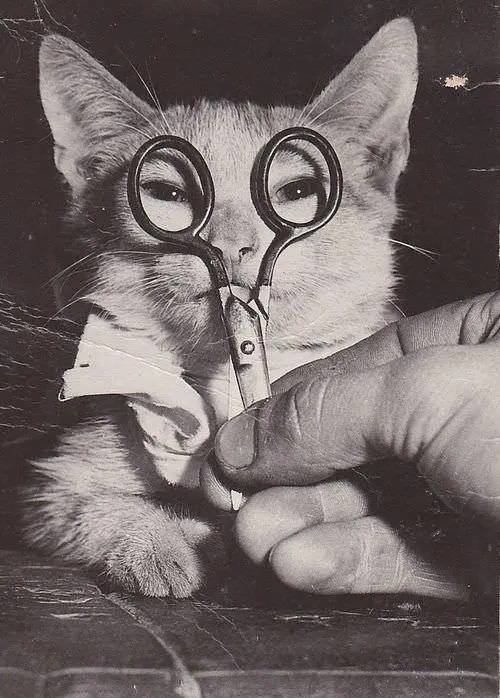 Foujita’s cat