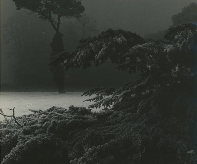 Frost Morning In the Park by Bill Brandt