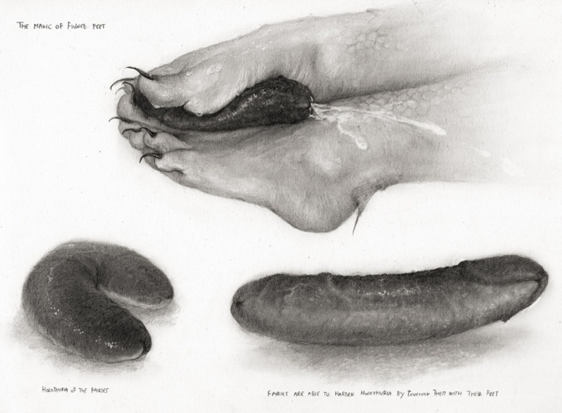 Holothuria by Simone Pinna
