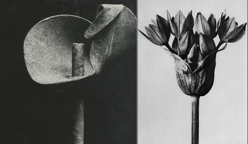 Ladislav Postupa the flower