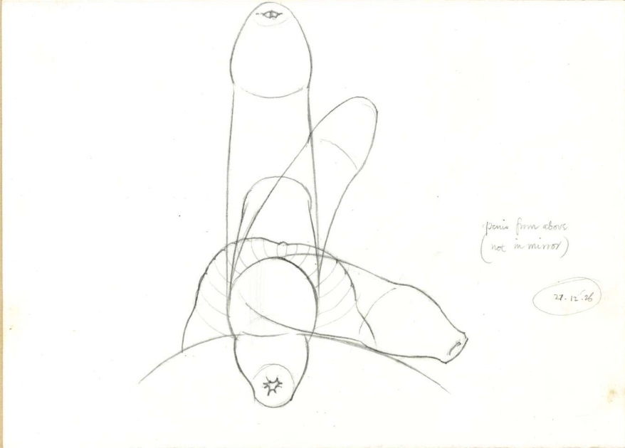 Penis at different angles by Eric Gill