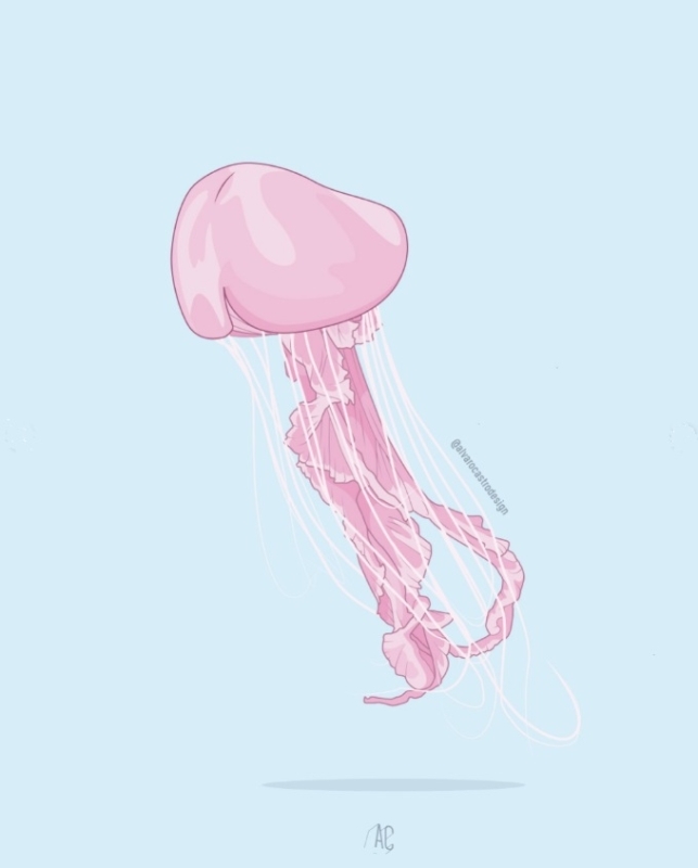 phallus jellyfish by Alvaro Castro