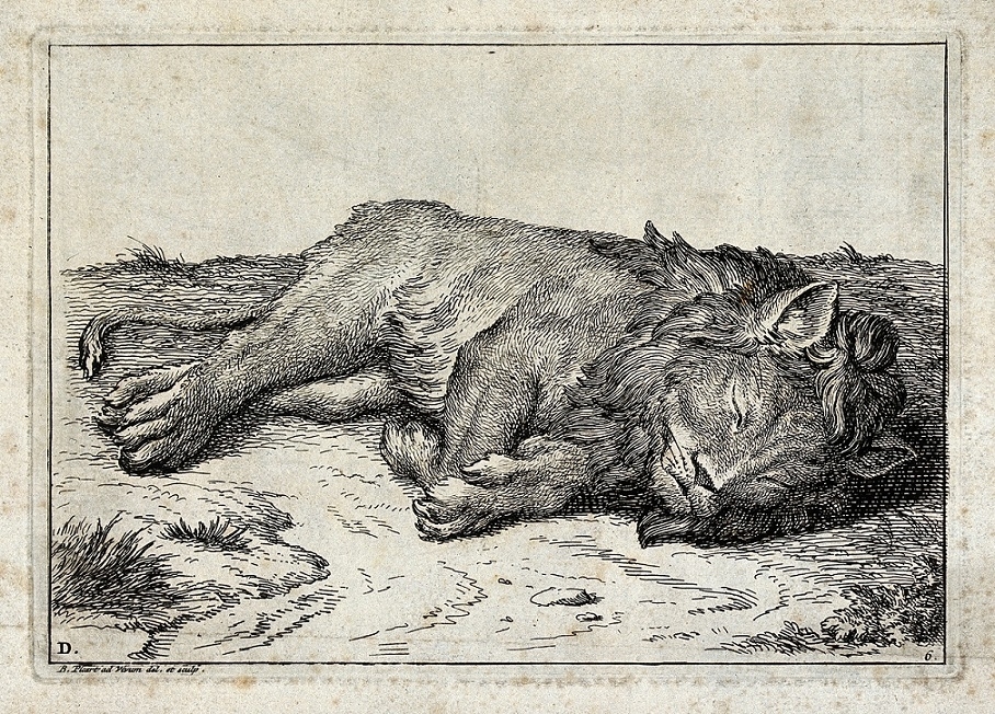 picart A Sleeping Lion