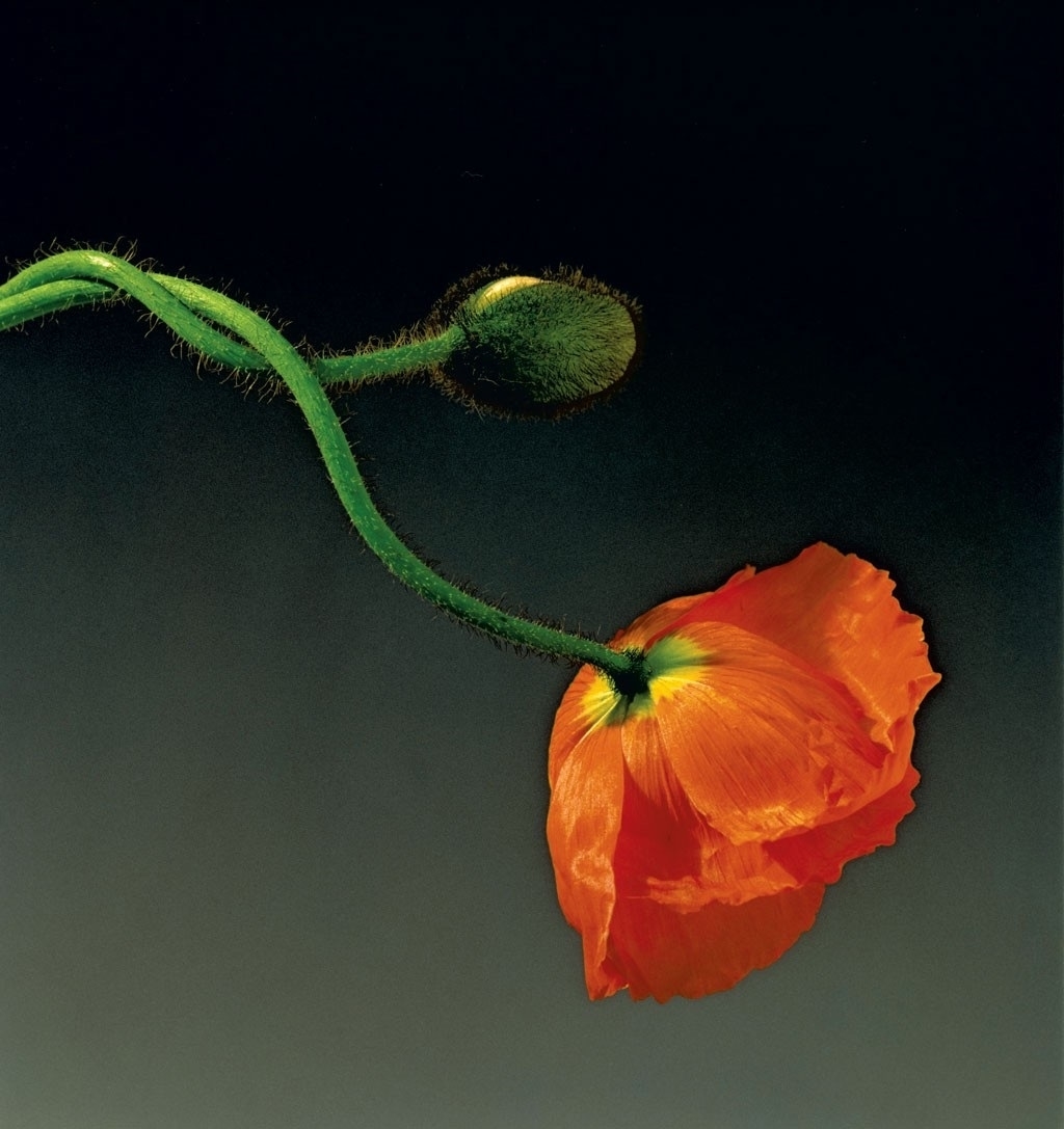 Robert Mapplethorpe Poppy