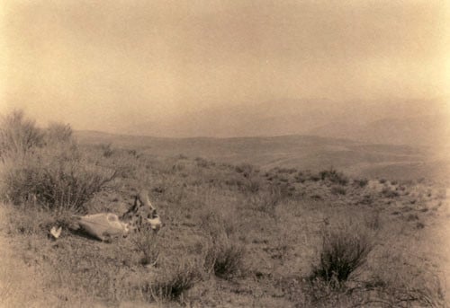 edward weston landscape