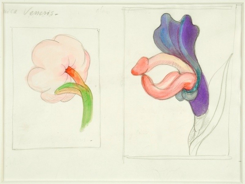 tomi ungerer erotic flower