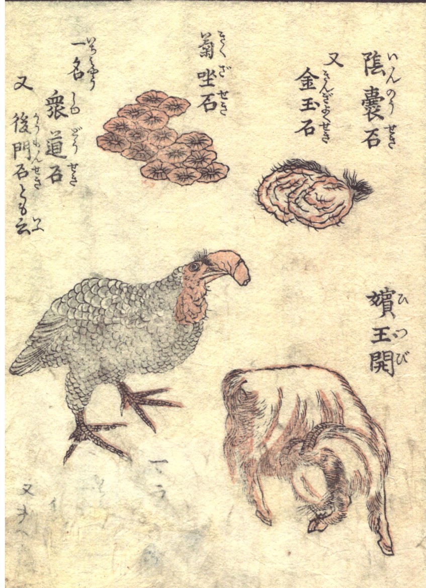 Akatsuki no Kanenari: Pearl-hen with a penis-head and a goat with a vulva-head