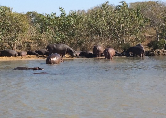 Nijlpaarden in Santa Lucia