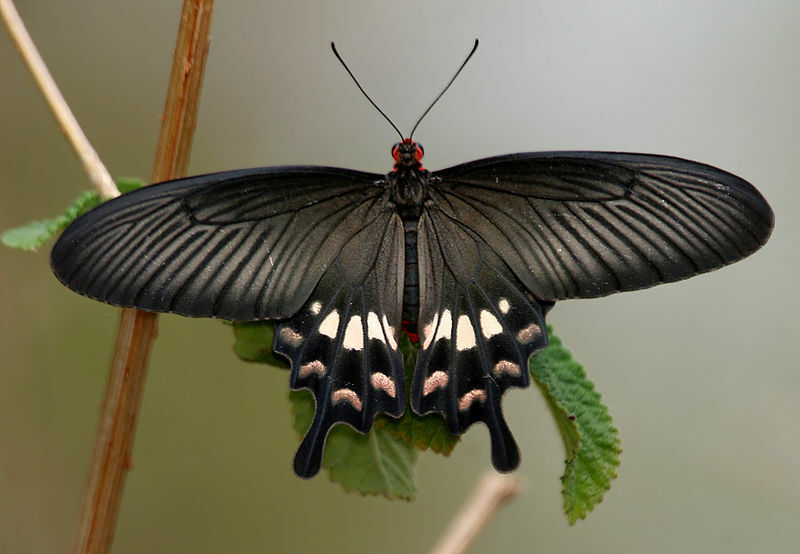 The Butterfly and Thin Film PV Cells