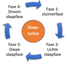slaapcyclus-1
