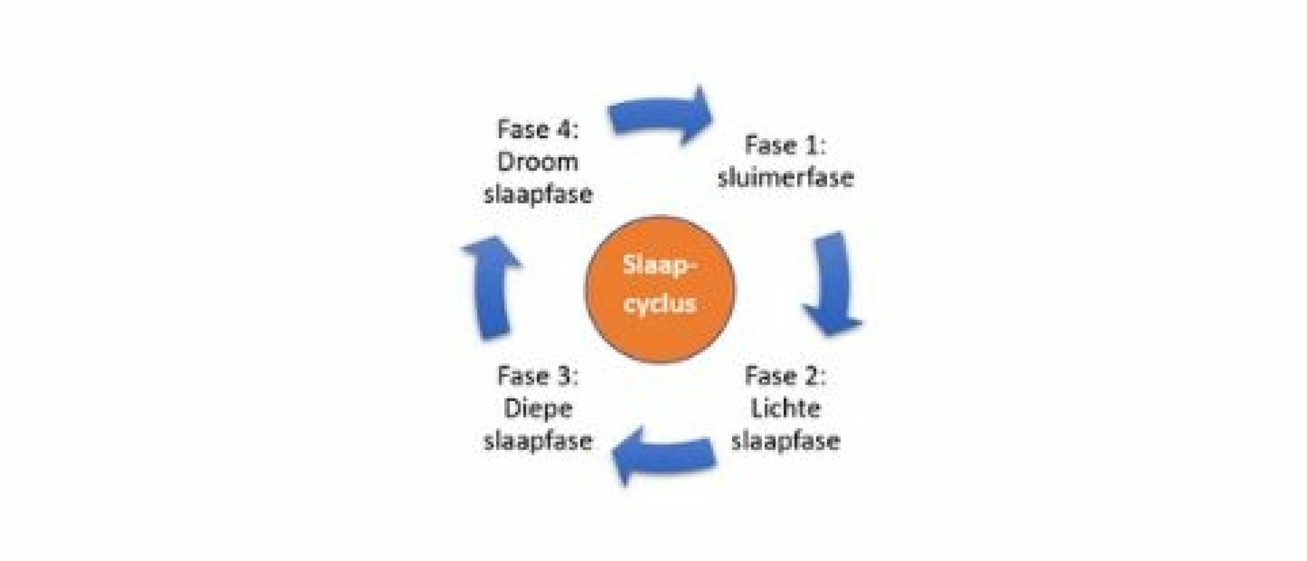 Slaapcyclus-1