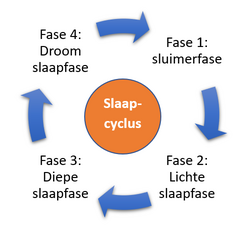 slaapcyclus