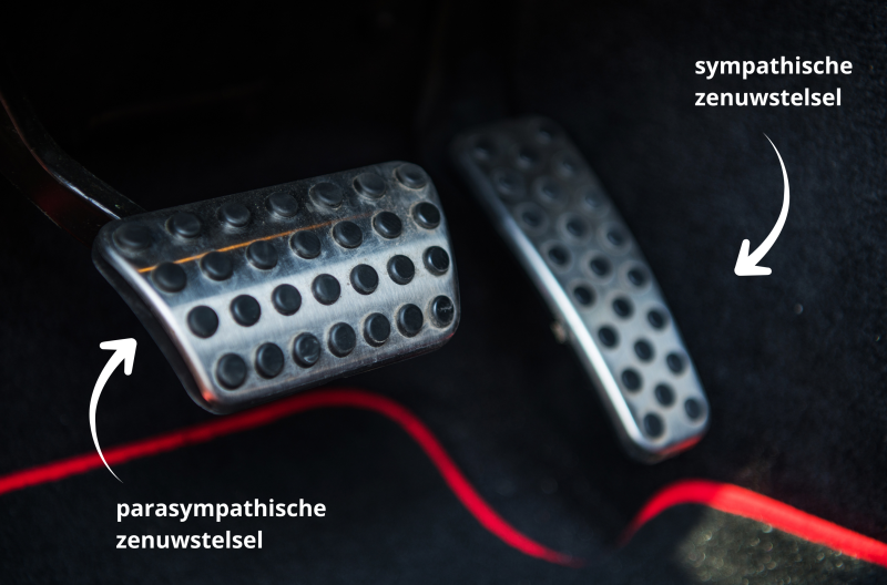 sympathische zenuwstelsel en parasympathische zenuwstelsel sympathische zenuwstelsel en parasympathische zenuwstelsel