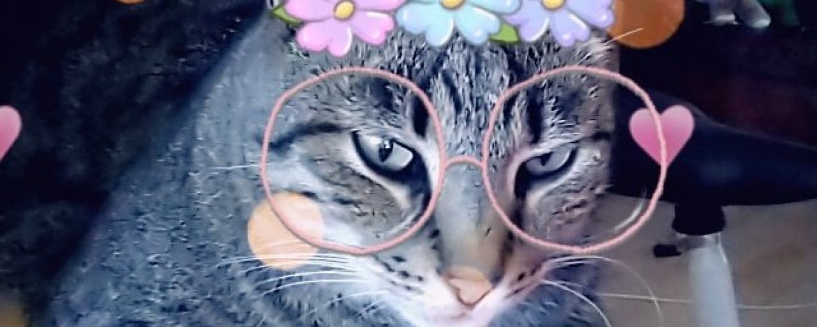 Updates uit sociale medialand: nu ook filters voor je kat op Snapchat
