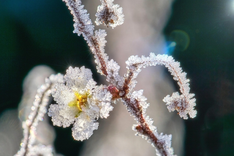 In ijs bedenkte bloemes als symbool voor de wintermodus en rust