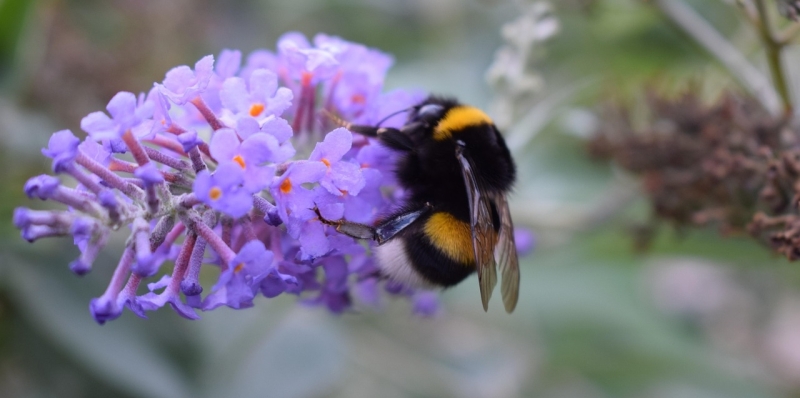 Hommel