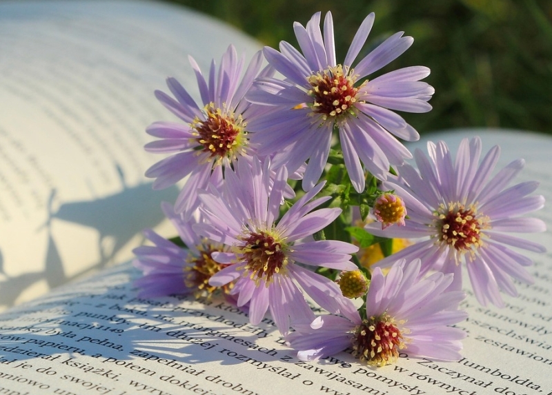Ruimte voor nieuwe mogelijkheden Open boek met bloemen in het zonlicht als symbool voor nieuwe inzichten, vrouwelijke groei en zelfontdekking