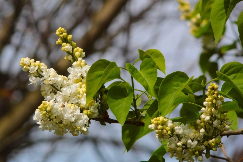 witte bloesems aan boom