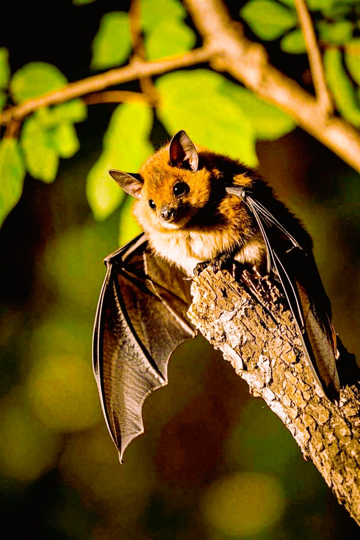 Kleine vleermuis close-up contrast met Dracula-mythe werkelijkheid