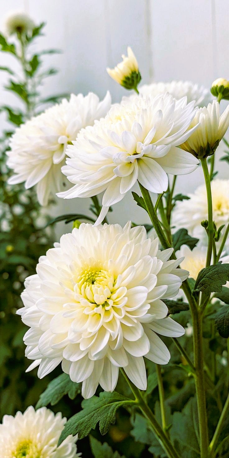 Witte bloemen als traditionele eer aan de kabra binnen de Winti-traditie
