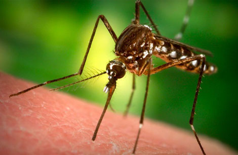 Hoe gevaarlijk is het Zika virus