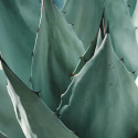 Scherpe cactus