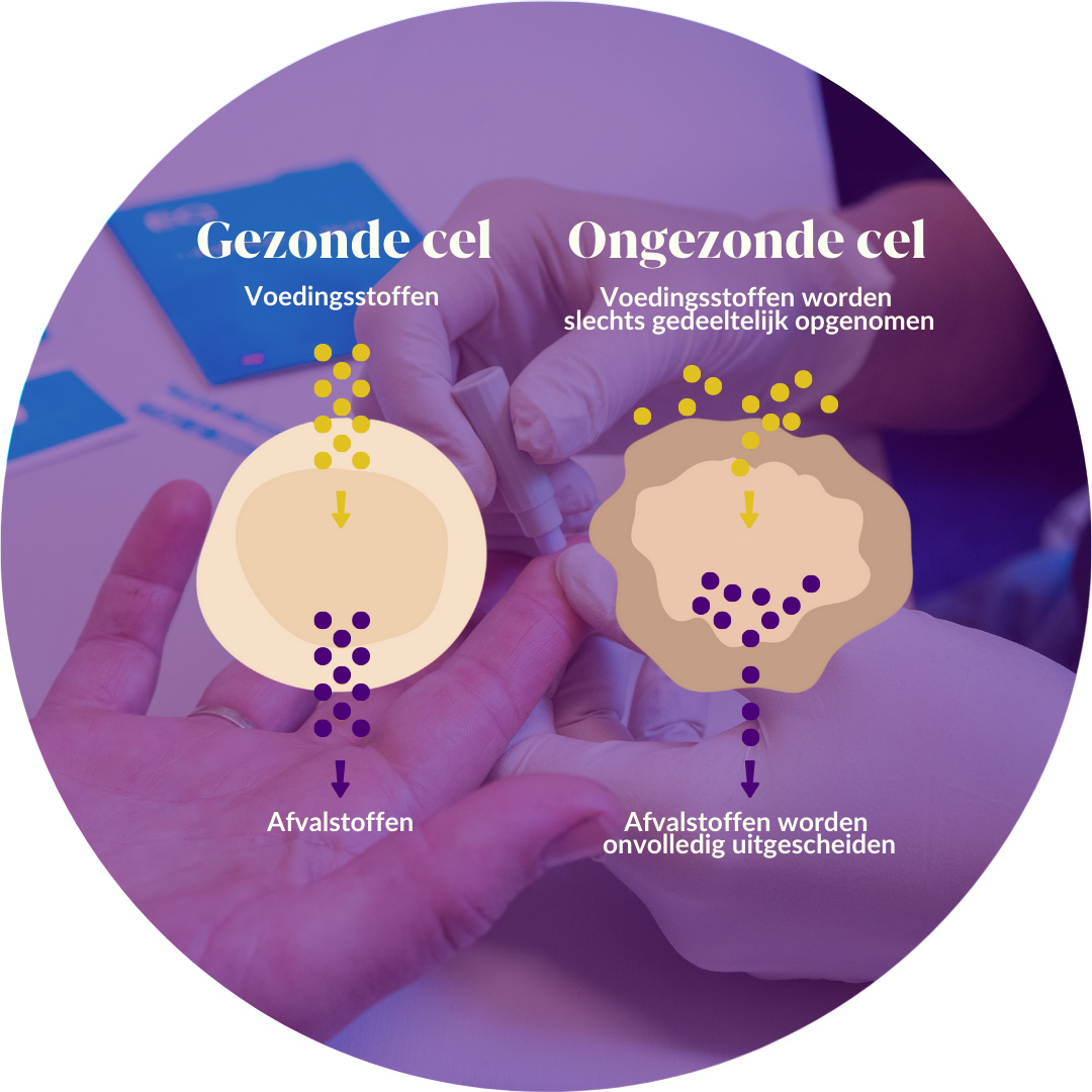 Cellen - Bloedtest Omega 3 - Charlotte Steijaert Huidgezondheid