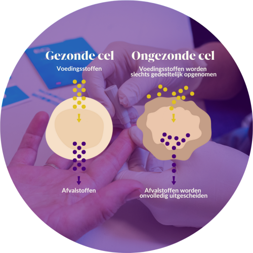 Cellen - Bloedtest Omega 3 - Charlotte Steijaert Huidgezondheid