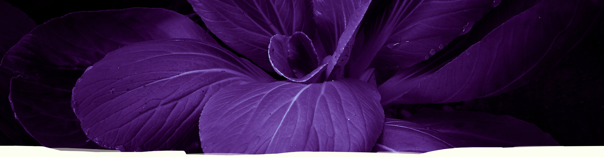 contact-header-charlotte-steijaert-huidgezondheid