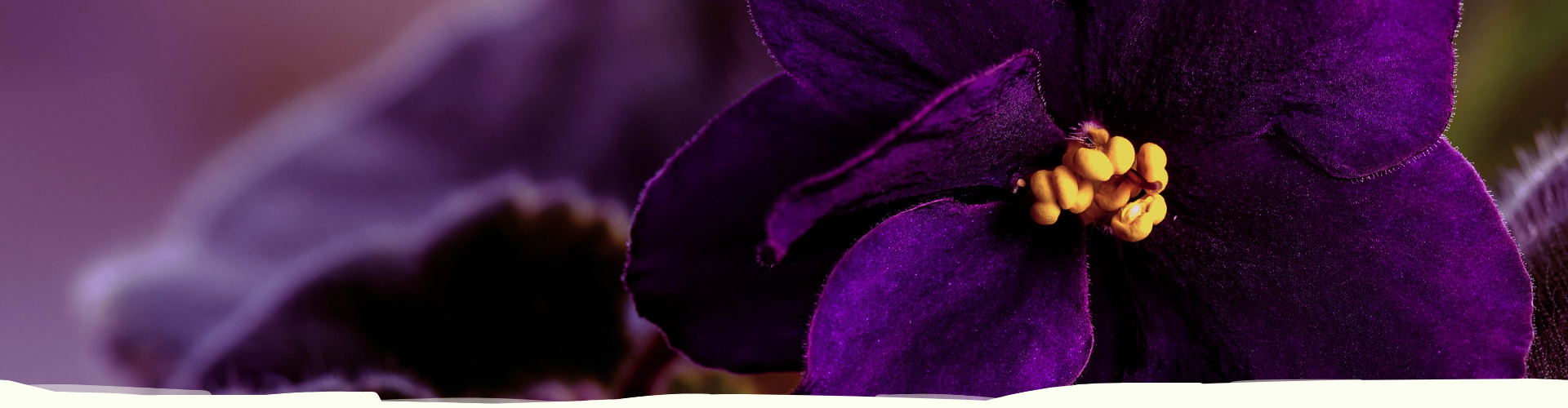 header-charlotte-steijaert-huidgezondheid-1