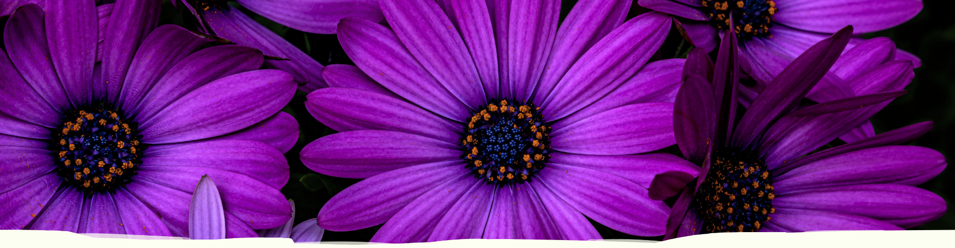 header-charlotte-steijaert-huidgezondheid-bindweefselmassage