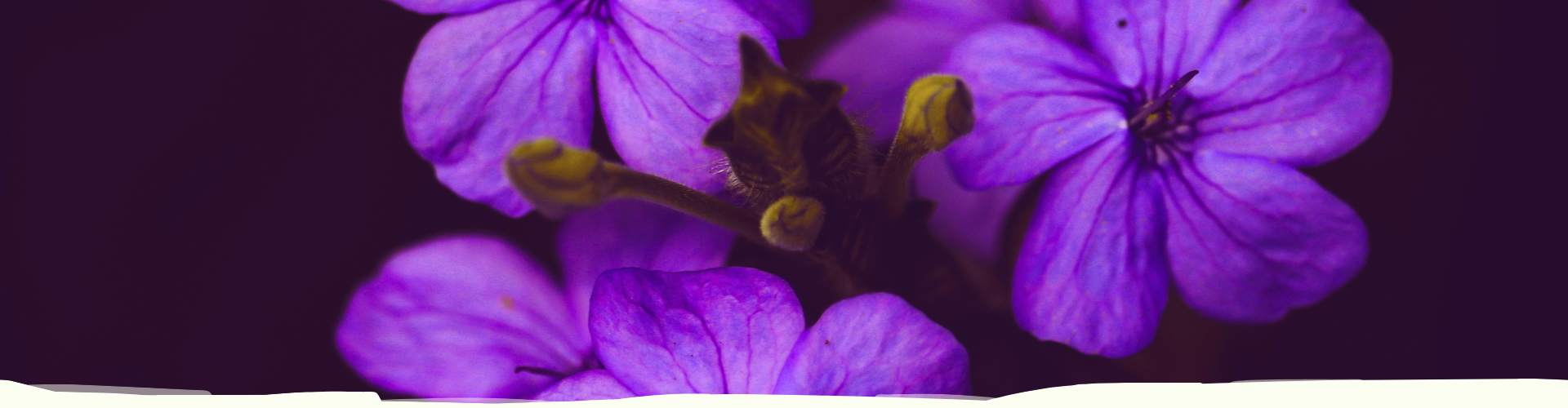 nano-cellcare-therapie-header-charlotte-steijaert-huidgezondheid