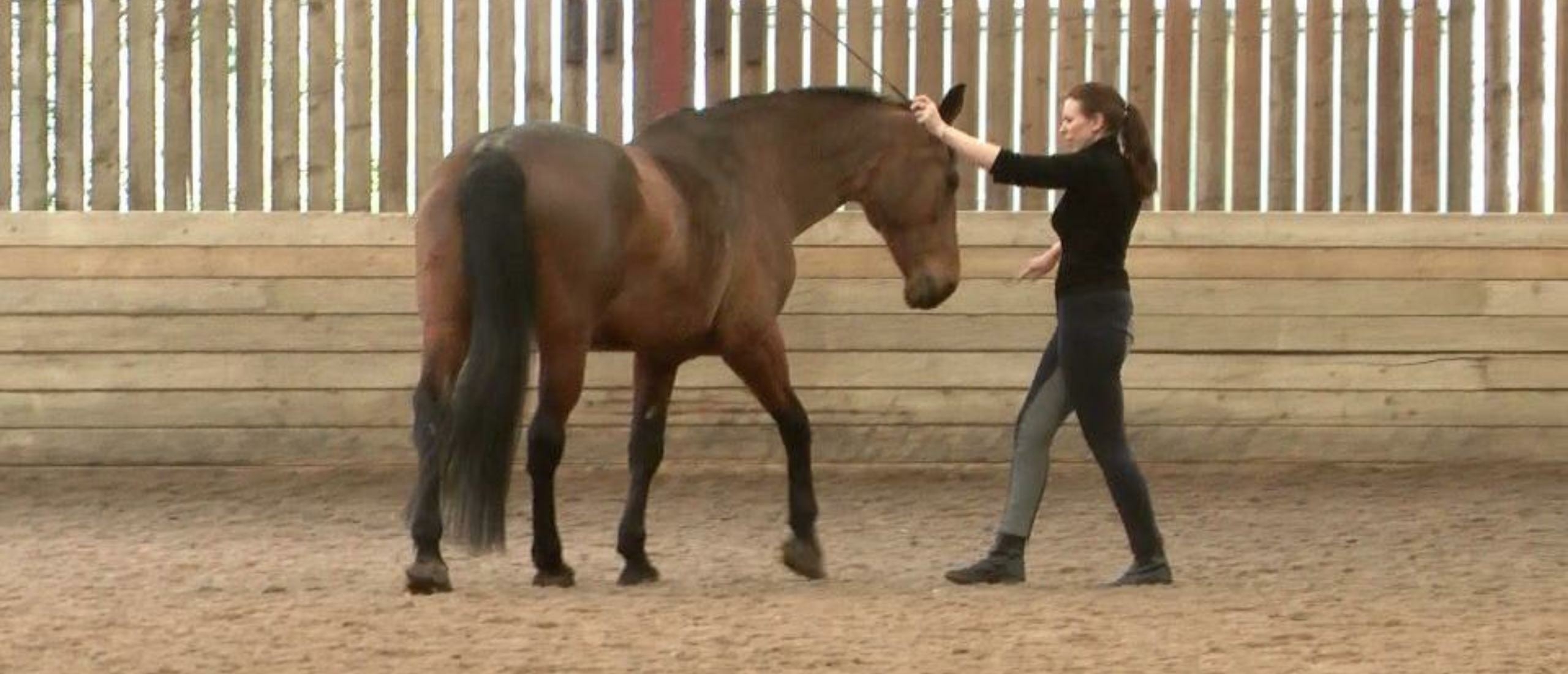 Rebecca & Milly | Longeing Grade 4 Journey