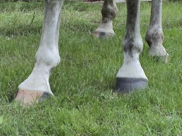 Front legs of the horse - Straightness Training