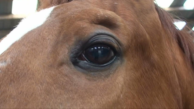 Equine Senses and How They Relate to Behavior