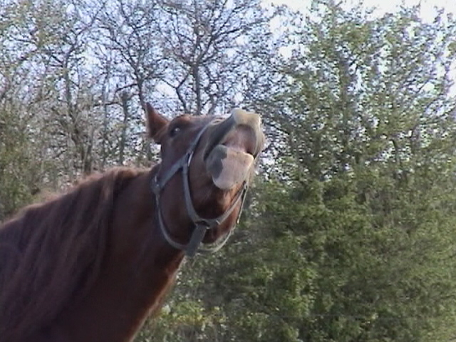 Equine Senses and How They Relate to Behavior