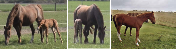 The foal one year old and two year old Straightness Training