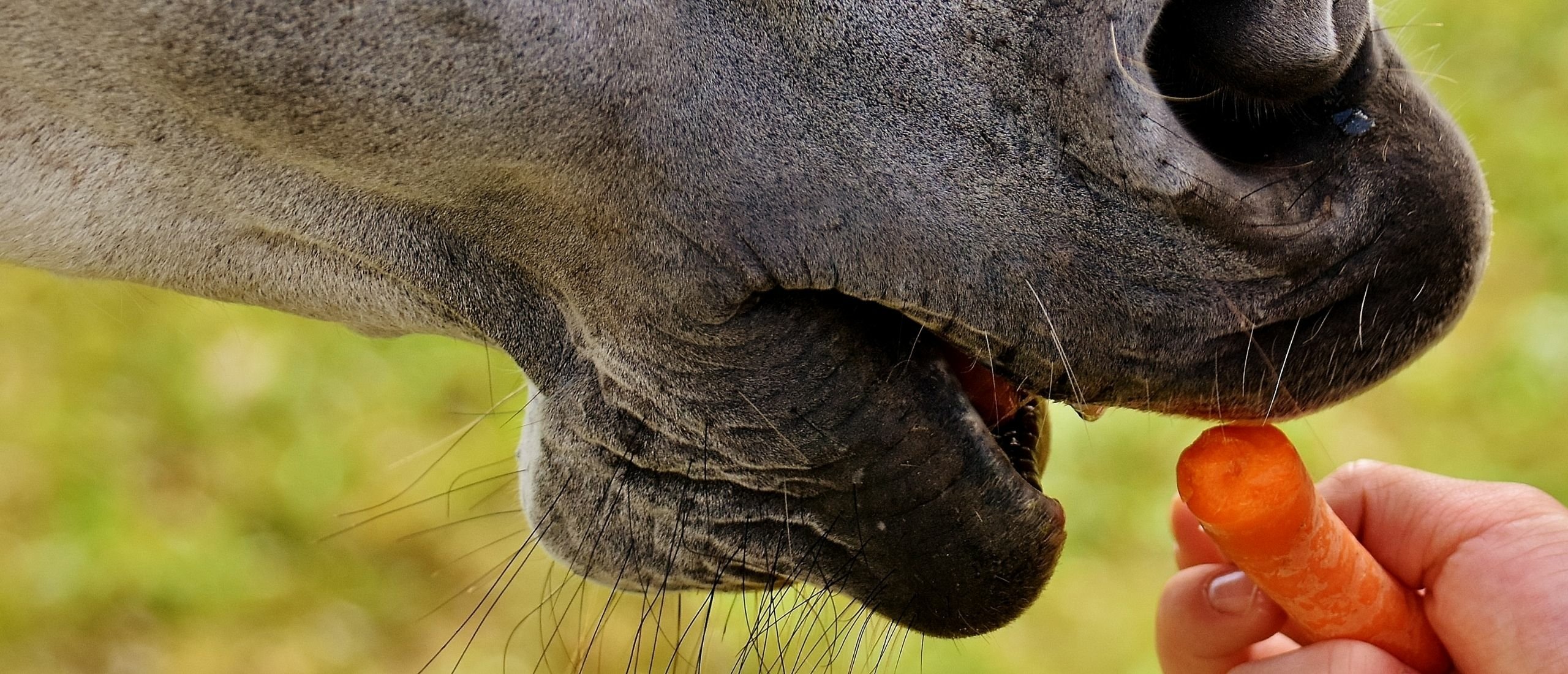 How to Give Your Horse a Treat