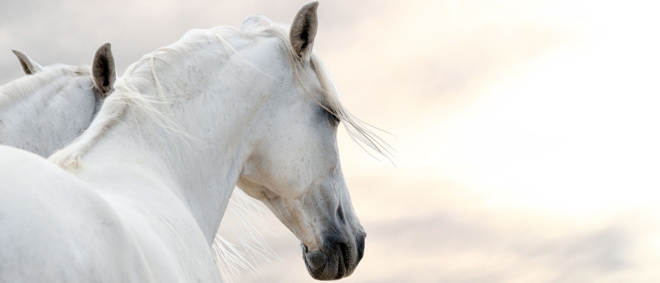 Driving a Herd of Horses in Brazil