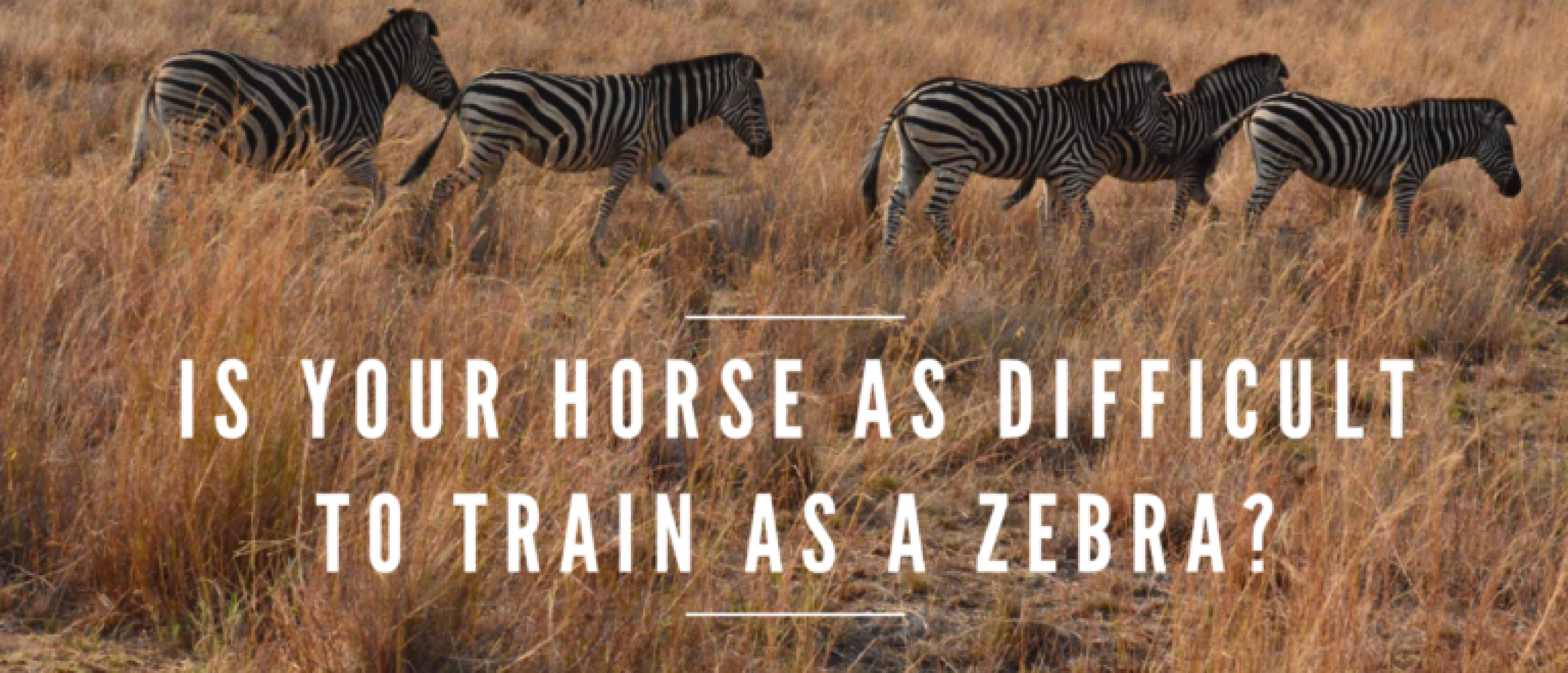 Is Your Horse As Difficult To Train As A Zebra? Straightness Training
