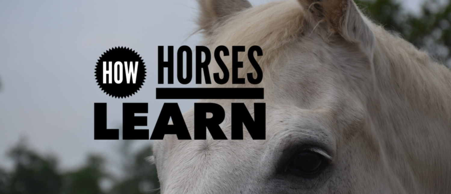 Horses forms of learning - Straightness Training