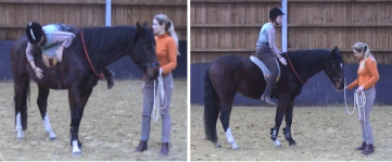 Basic training for a three-year old horse - Straightness Training