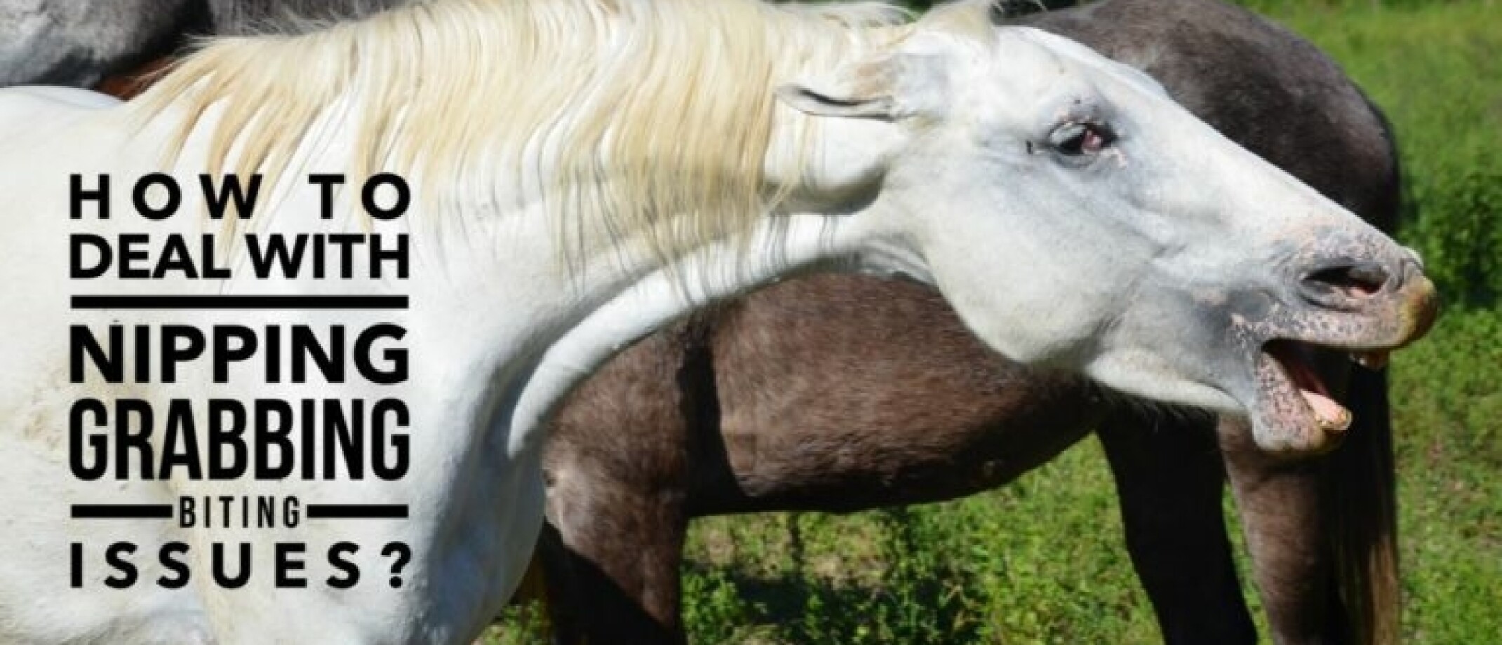 How to deal with a nippy, pushy horse? Straightness Training