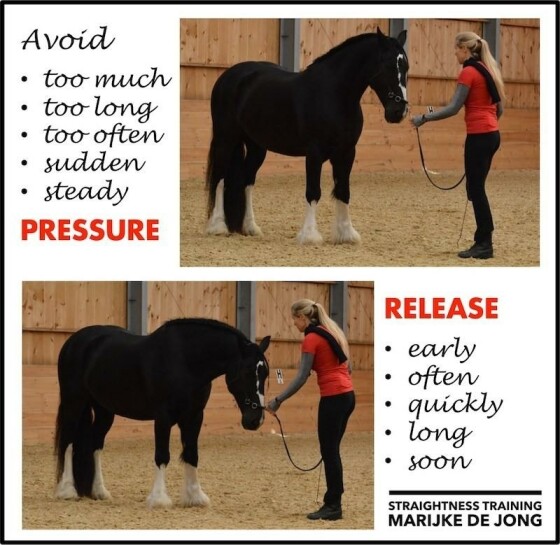 How to deal with a nippy, pushy horse? Straightness Training