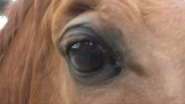 Equine Senses and How They Relate to Behavior