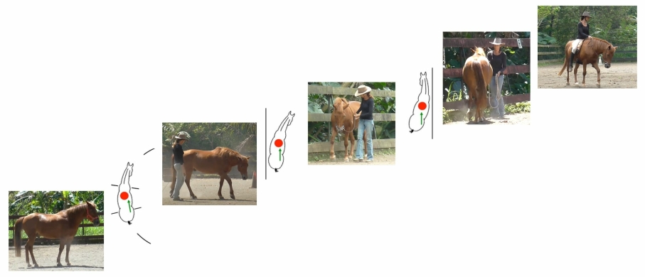 Why Straightness Training works