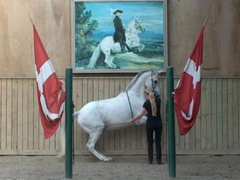 Academic Art of Riding