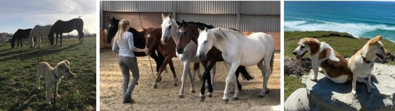 Big Win Maestro is a big win