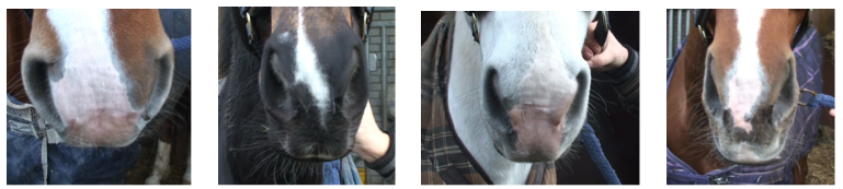 Every horse is unique Every horse is unique